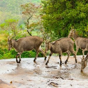 Eravikulam National Park