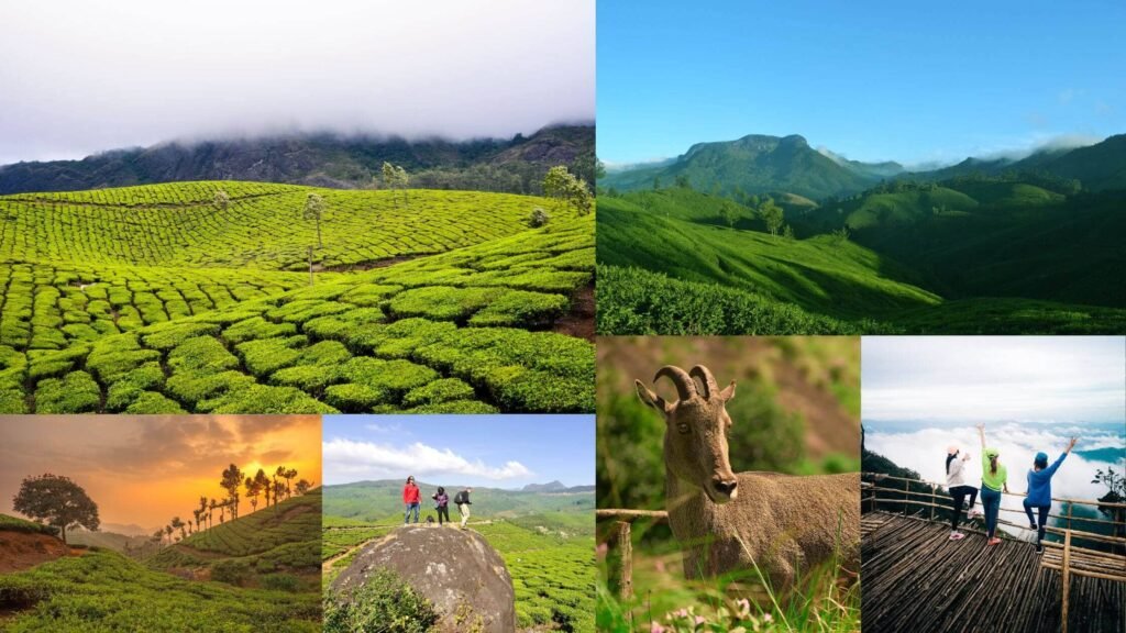 Things do in Munnar